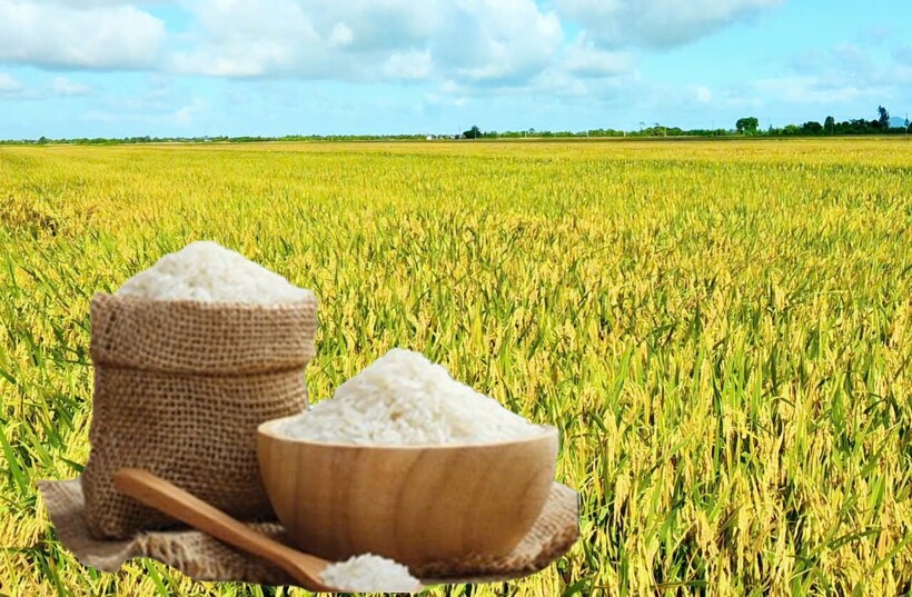 Giá lúa gạo hôm nay ngày 23/6: Gạo thơm neo giá cao, lúa chững giá. Ảnh: Thanh Minh.