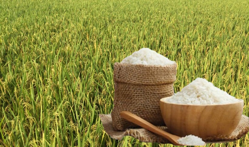 Giá lúa gạo hôm nay ngày 27/6: Lúa tươi xu hướng tăng, gạo các loại tương đối ổn định. Ảnh: Thanh Minh.