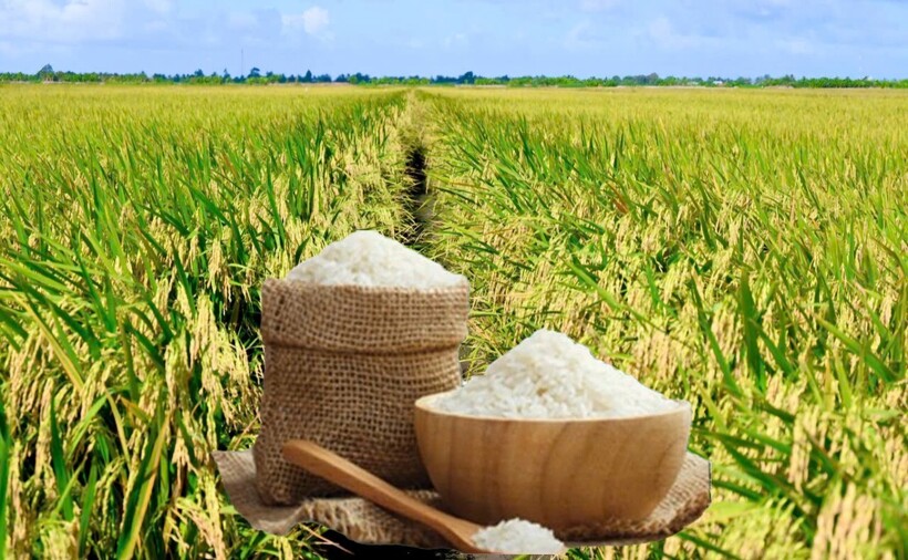 Giá lúa gạo hôm nay ngày 6/7 và tuần qua: Lúa tươi tăng giảm trái chiều, gạo bình ổn . Ảnh: Thanh Minh.