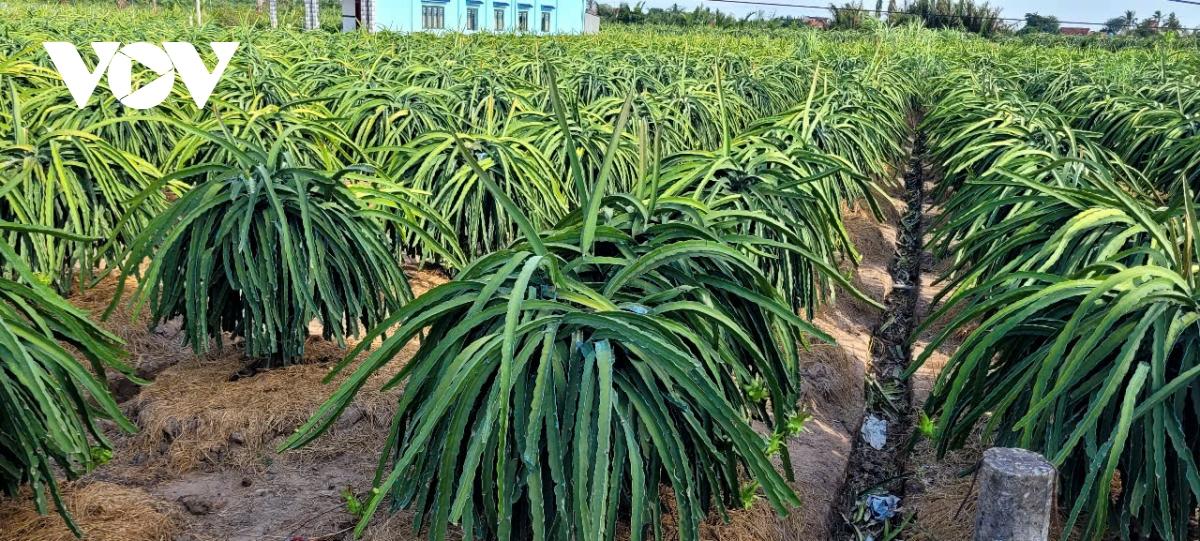 trái thanh long giá chạm đáy, nhà vườn Đồng tháp cắt bỏ trái non hình ảnh 3 trai thanh long gia cham day, nha vuon Dong thap cat bo trai non hinh anh 3