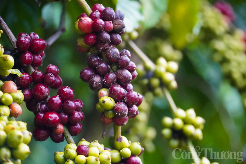 Giá cà phê ghi nhận mức giảm gần 1,5% xuống 6.555 USD/tấn trong khi giá cà phê Robusta đánh mất hơn 3,1% về mức 3.408 USD/tấn