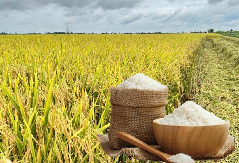 Giá lúa gạo hôm nay ngày 16/7: Lúa chững giá, gạo xuất khẩu tăng nhẹ. Ảnh:  Thanh Minh.