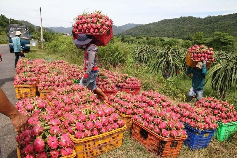 Xuất khẩu thanh long 'tắc đường' sang EU. Ảnh: Minh họa