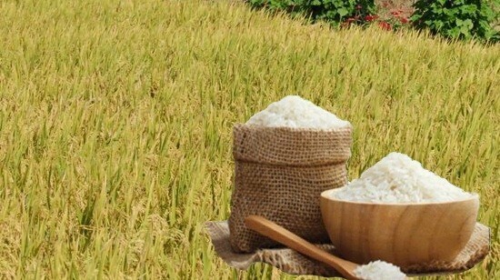 Giá lúa gạo hôm nay ngày 29/7: Lúa tươi có xu hướng tăng, gạo các loại ít biến động. Ảnh: Thanh Minh.