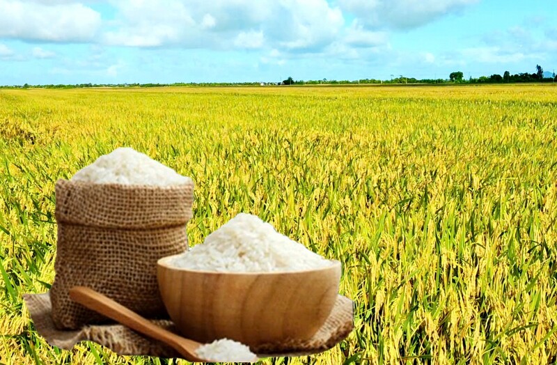 Giá lúa gạo hôm nay ngày 9/9: Gạo xuất khẩu giảm mạnh, lúa tươi chững giá. Ảnh: Thanh Minh.