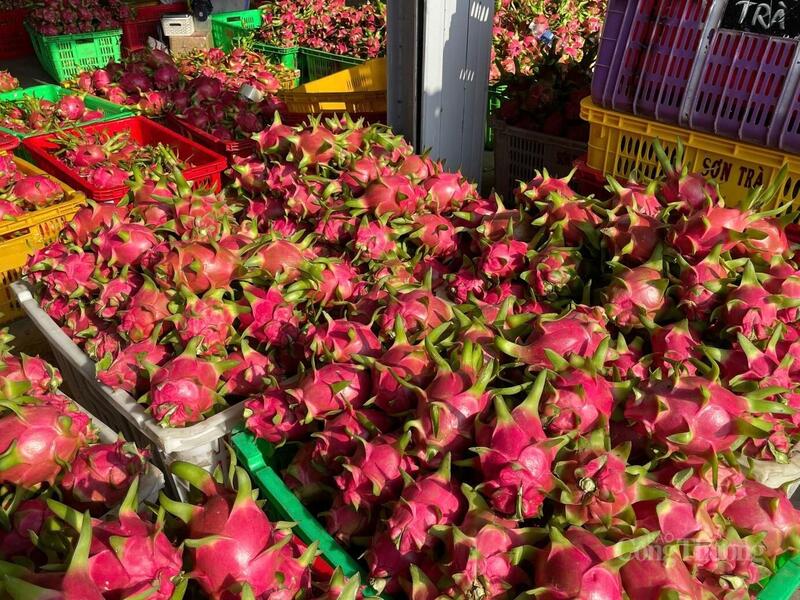 Thanh long tươi được thu hoạch và xếp gọn gàng trong kho sẵn sàng cho phân phối. Ảnh: Minh Thuỳ.