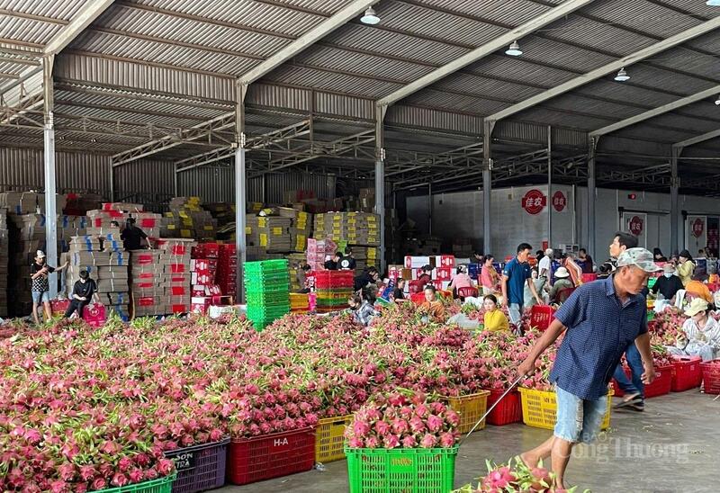 Công nhân tại Công ty TNHH Sơn Trà đang phân loại và đóng gói thanh long tươi.