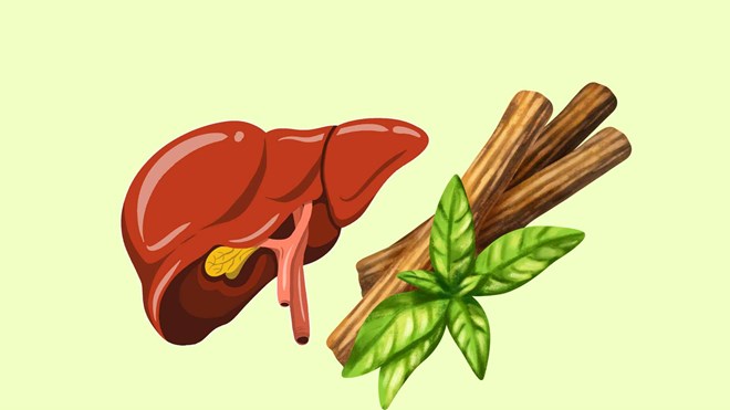 Loại rễ cây quen thuộc giúp thải độc gan mạnh mẽ