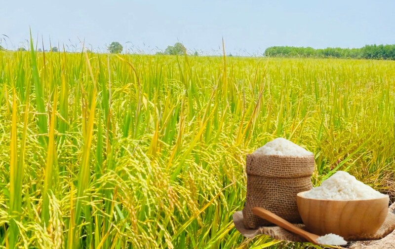 Giá lúa gạo ngày hôm nay 3/11: Gạo nguyên liệu xuất khẩu giảm nhẹ, lúa tươi chững giá. Ảnh: Thanh Minh.