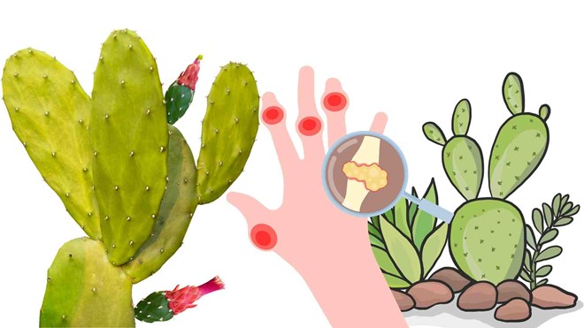 Tác dụng của xương rồng trong hỗ trợ giảm axit uric