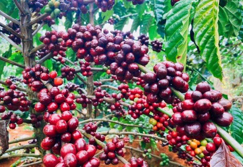 Giá cà phê Arabica tăng tới hơn 3,7% lên mức 8.965 USD/tấn trong khi giá cà phê Robusta cũng tăng hơn 3,3% lên mức 4.693 USD/tấn. Ảnh minh hoạ