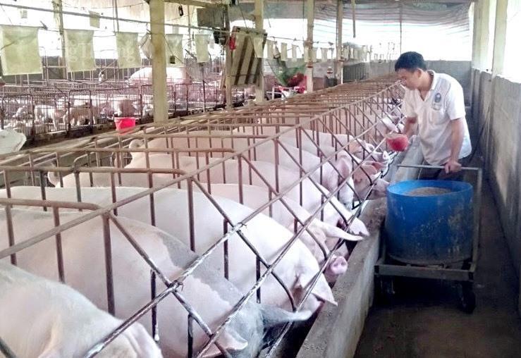 Ngày 8/12, giá lợn hơi dao động trong khoảng 58 – 61 nghìn đồng/kg, tùy từng khu vực, mức giá này tăng từ 7-10 nghìn đồng/kg so với thời điểm cuối tháng 10/2025.