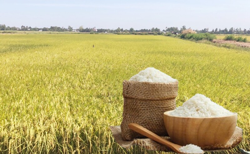 Giá lúa gạo hôm nay ngày 11/12: Thị trường trầm lắng. Ảnh: Thanh Minh.