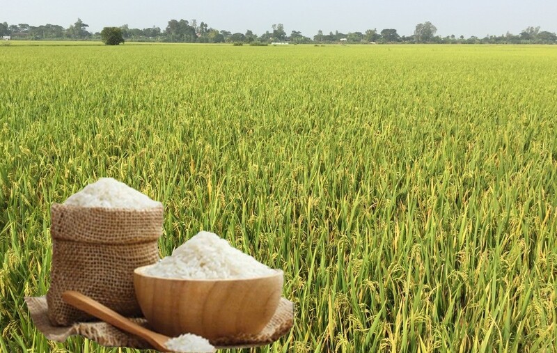 Giá lúa gạo hôm nay ngày 15/12: Gạo xuất khẩu tăng, lúa có xu hướng giảm. Ảnh: Thanh Minh.