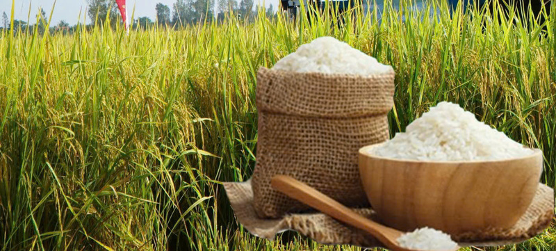 Giá lúa gạo hôm nay ngày 7/1: Thị trường lặng sóng. Ảnh: Thanh Minh.