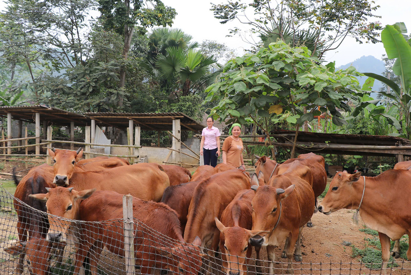 Nguồn vốn đã giúp các đối tượng chính sách đa dạng hoá sinh kế, vươn lên thoát nghèo và từng bước làm giàu. Ảnh: Mai Liễu