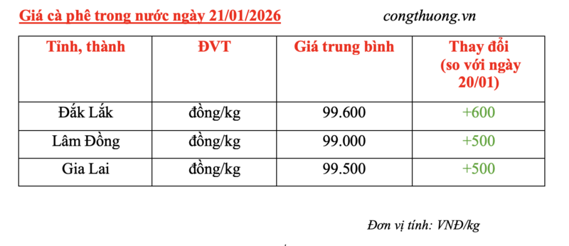 Giá cà phê hôm nay 21/1/2026: Tăng nhẹ 500 - 600 đồng/kg - 4