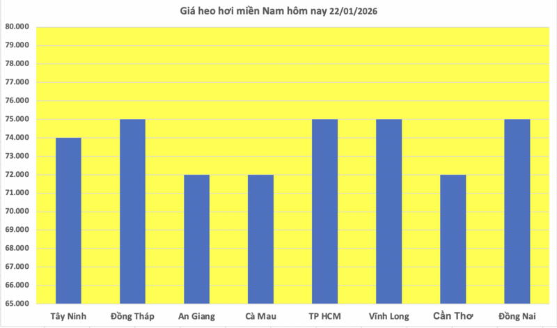 Giá heo hơi hôm nay 22/1/2026: Tiếp đà tăng, miền Bắc lập 'đỉnh' mới - 3