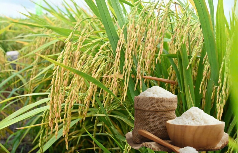 Giá lúa gạo hôm nay ngày 6/3/2026: Gạo xuất khẩu giảm, lúa vững giá. Ảnh: Thanh Minh.