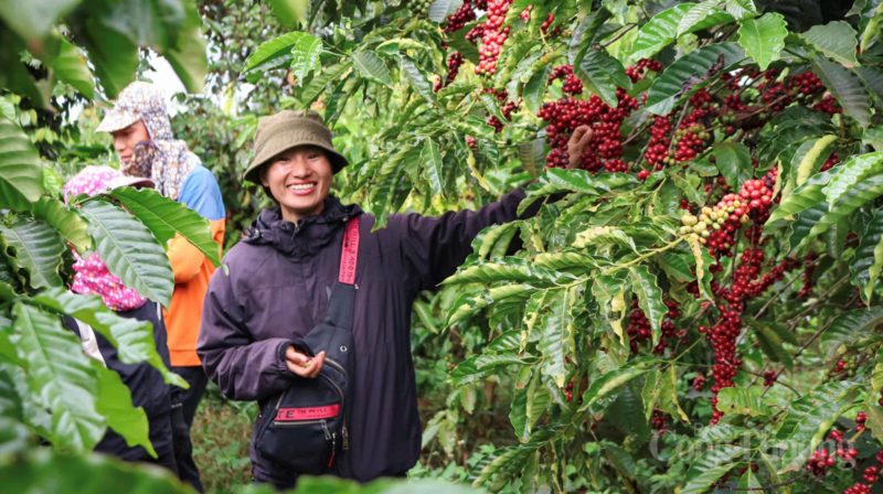 Người dân Gia Lai thu hoạch cà phê. Ảnh: Hiền Mai