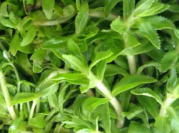 Mách bà nội trợ cách ăn rau ngổ để bổ thận