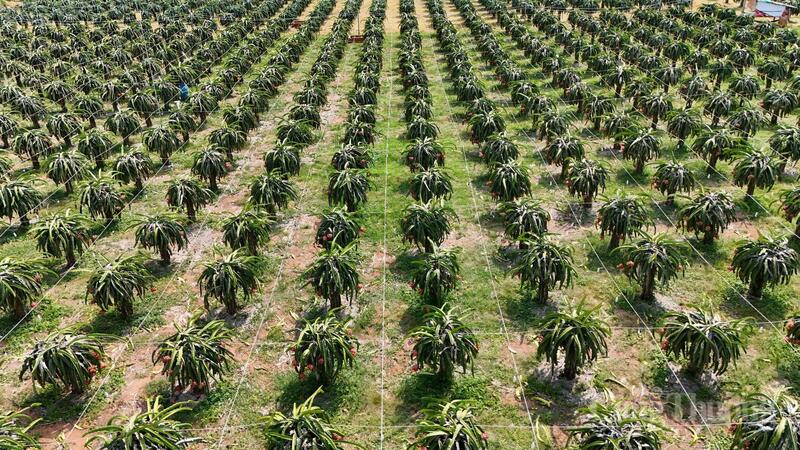 Vùng trồng thanh long tại tỉnh Lâm Đồng. Ảnh: Lê Sơn