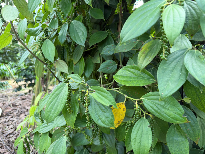 Vườn hồ tiêu tại Lâm Đồng