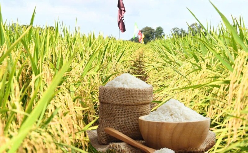 Giá lúa gạo hôm nay ngày 6/5: Gạo xuất khẩu biến động trái chiều. Ảnh: Thanh Minh.