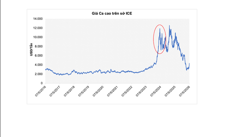 Giá ca cao trên Sở ICE. Nguồn: MXV