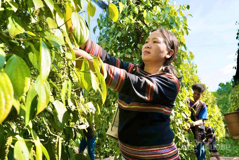 Đồng bào Gia Lai thu hoạch hồ tiêu tại vườn trồng