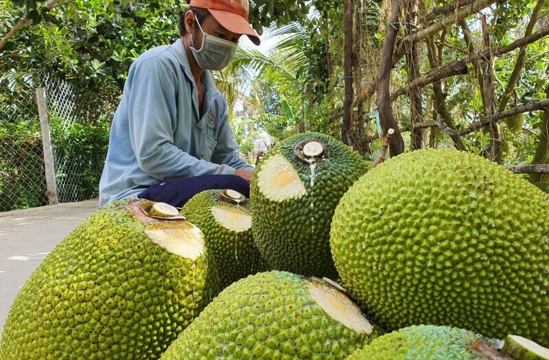 Giá mít tương đối thấp, dao động từ 10.000 - 30.000 đồng. Ảnh minh hoạ