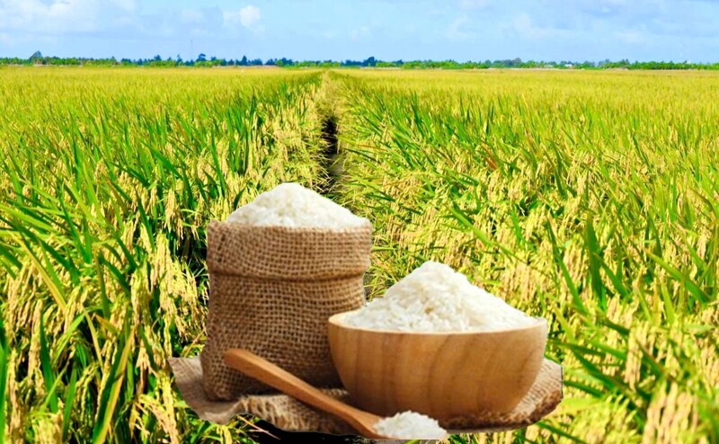 Giá lúa gạo hôm nay ngày 14/5: Gạo nguyên liệu xuất khẩu đảo chiều tăng. Ảnh: Thanh Minh.