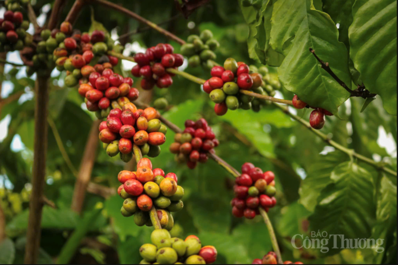 Cà phê chín mọng tại vườn trồng Gia Lai