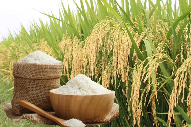 Giá lúa gạo hôm nay ngày 19/5: Lúa tươi đồng loạt tăng mạnh. Ảnh: Thanh Minh.