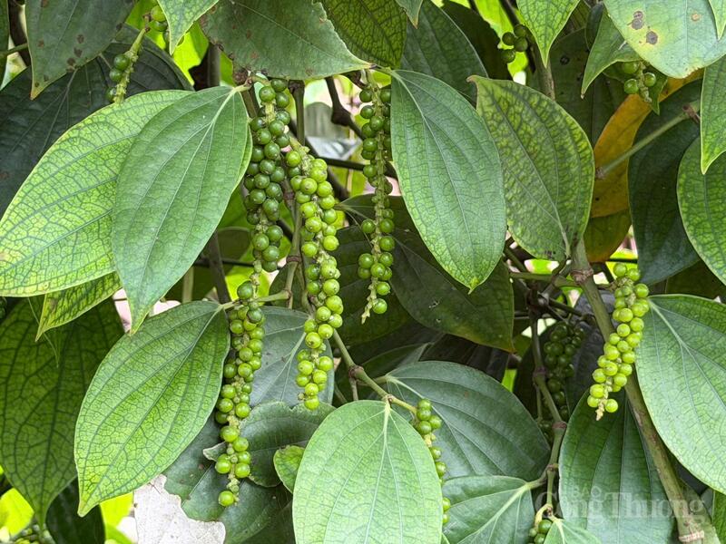 Vườn trồng hồ tiêu tại Lâm Đồng