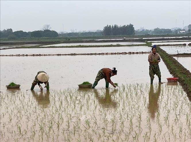 Nông nghiệp phát thải thấp mở đường nâng giá trị nông sản Việt