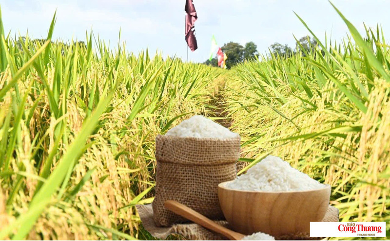 Giá lúa gạo hôm nay ngày 7/7/2026: Lúa tươi đồng loạt tăng.