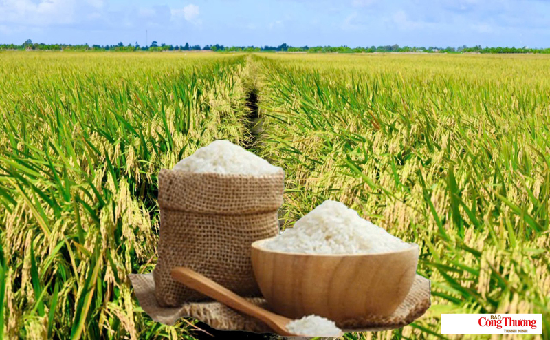 Giá lúa gạo hôm nay ngày 20/7/2026: Gạo nguyên liệu xuất khẩu tăng.