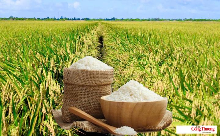 Giá lúa gạo hôm nay ngày 16/10/2026: Gạo nguyên liệu xuất khẩu tăng.