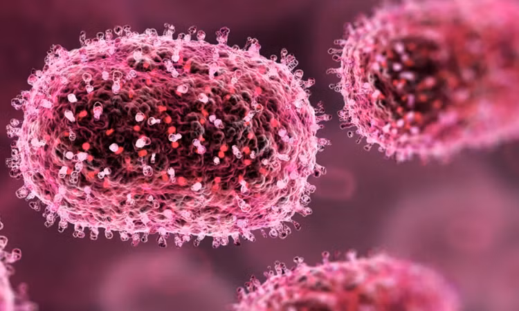 Virus Shamonda dưới kính hiển vi.