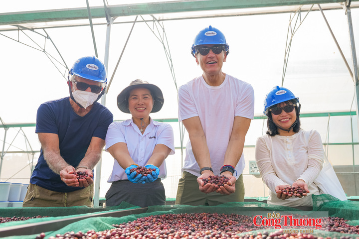 Thu hoạch cà phê tại vùng trồng Gia Lai